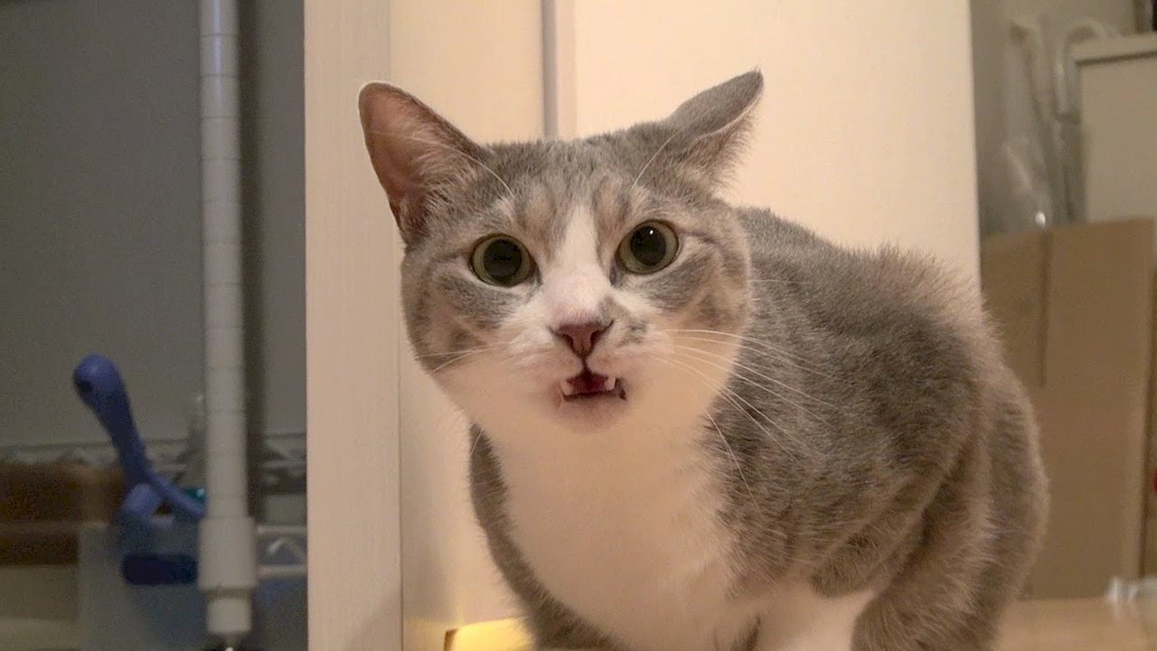 A cat doing the flehmen response